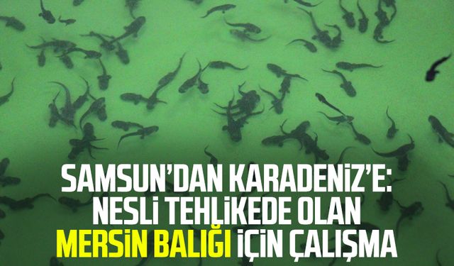 Samsun’dan Karadeniz’e: Nesli tehlikede olan Mersin balığı için çalışma