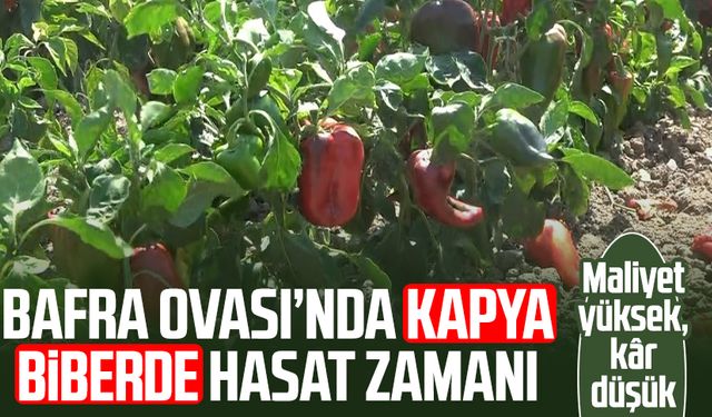 Bafra Ovası’nda kapya biberde hasat zamanı