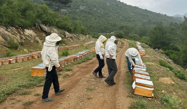 Samsun’da Arıcılığa Giriş ve Yerel Bitki Örtüsü