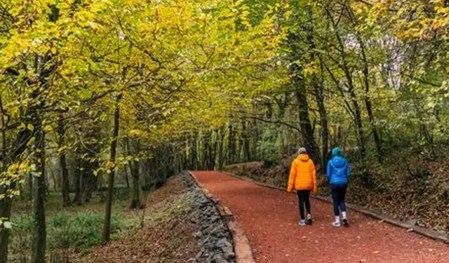 Kasımda Yağmur Sonrası Orman Yürüyüşü ve Yerel Lezzetler
