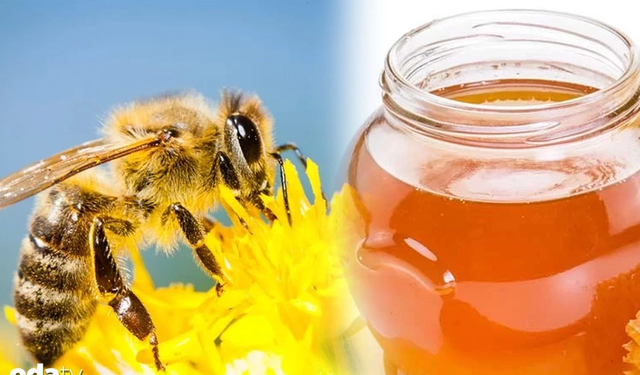 Samsun’da Fındık, Bal ve Balık Ekonomisi