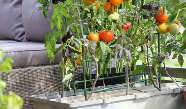 Samsun’da Toprak Testi ve Balkonda Sebze Yetiştirme Başlangıcı