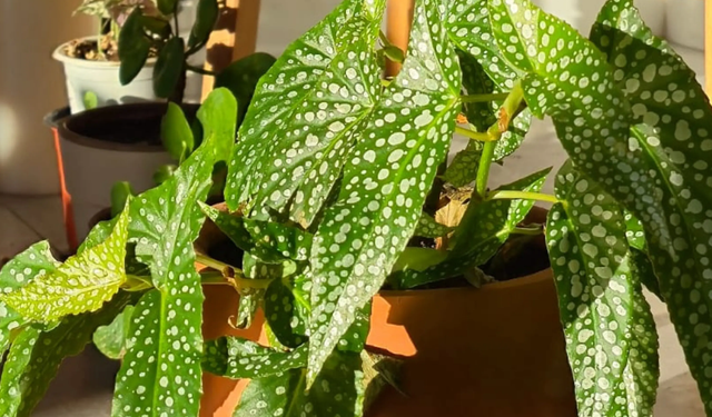 Karadeniz İkliminde Ev Bitkileri: Tür Seçimi ve Bakım Tüyoları