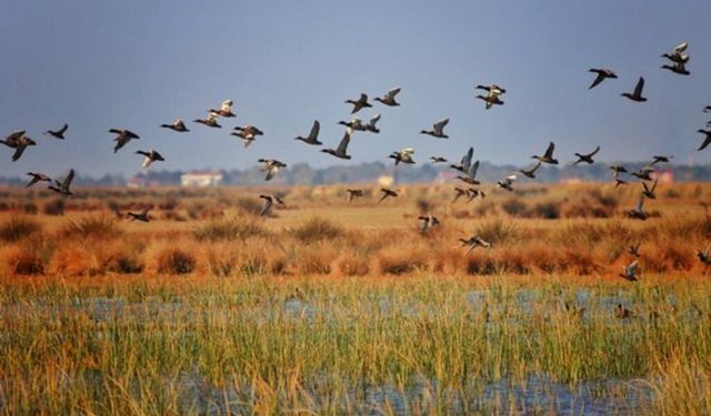 Kızılırmak Deltası Kuş Gözlemi Rehberi