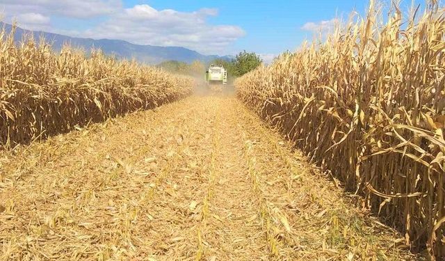 Kasım’da Doğadan Sofraya: Mısır Hasadı Lezzetleri