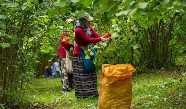 Samsun’un yerel üretim ve tarım ekonomisi: fındık, mısır, bal vb.