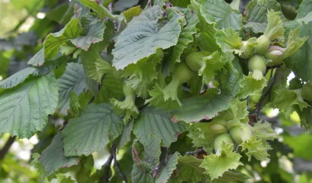 Kasım’da Salıpazarı: Fındık ve Köy Tatlıları