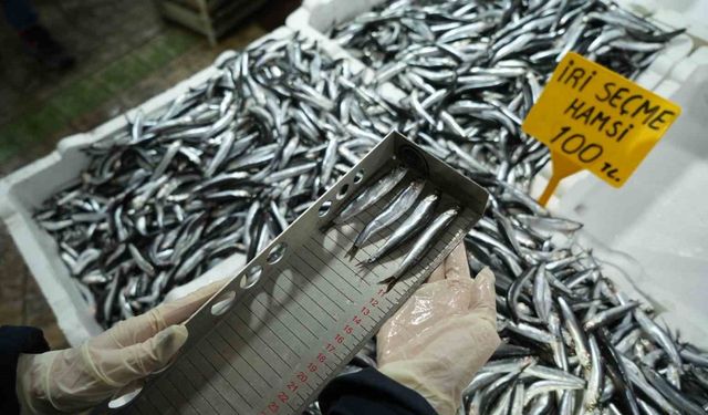 Balık tezgahlarına yakın markaj: 109 kişi ve işletmeye 2,5 milyon TL ceza