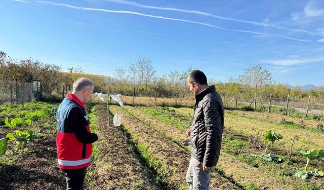 Çarşamba Ovası’nın yeni gözdesi: Salep