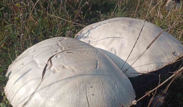 Doğada büyüyen dev mantarlar şaşkına çevirdi