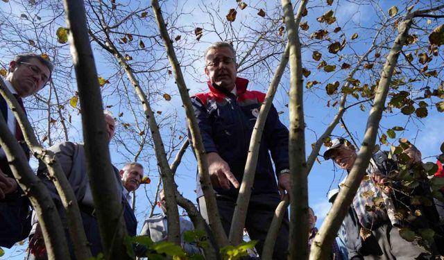 Fındıkta çok dal, çok fındık anlamına gelmiyor