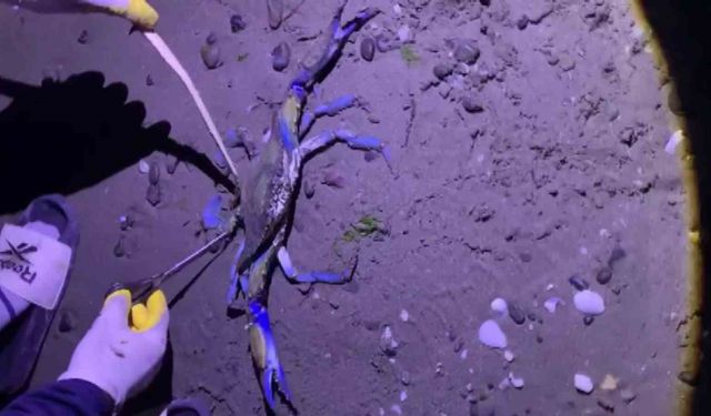 Samsun sahilinde nadir misafir: Mavi yengeç kıyıya vurdu