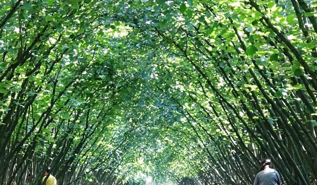 Samsun’da 63 yatırımcıya fındık hasat filesi hibesi