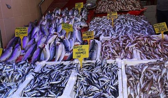 Samsun’da En Meşhur Balık Türleri ve Mevsimleri