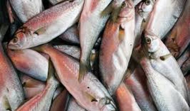 Samsun’da balık sezonu: Kışın sofraların vazgeçilmezi