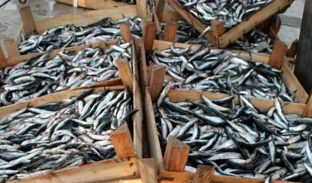 Samsun’da Balık Kültürü: Mevsimsel Lezzet Haritası