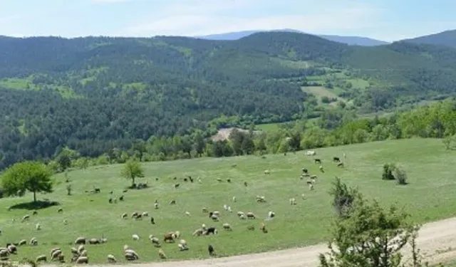 Asarcık’ta yaylalar, şenlikler ve doğal yaşam kültürü