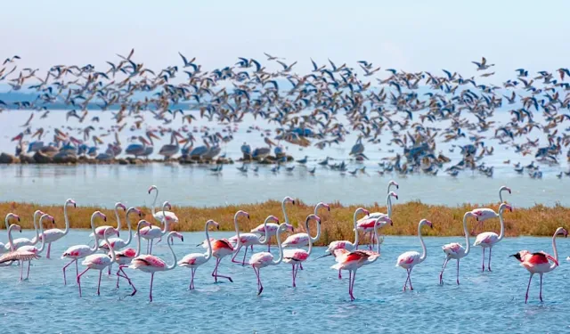 19 Mayıs İlçesi’nde Kuş Gözlemciliği ve Kızılırmak Deltası deneyimi