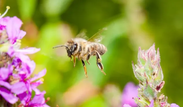 Samsun’da doğayı sevenlerin hikayesi: Bahçeler, arılar, fındıklar