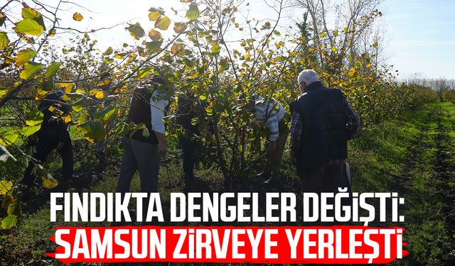 Fındıkta dengeler değişti: Samsun zirveye yerleşti