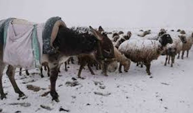 Kavak ve Asarcık Yaylalarında Kış Göçü ve Hayvancılık