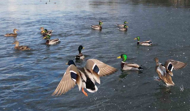 Kızılırmak Deltası Kuş Cenneti: Doğanın Sessiz Ritmi