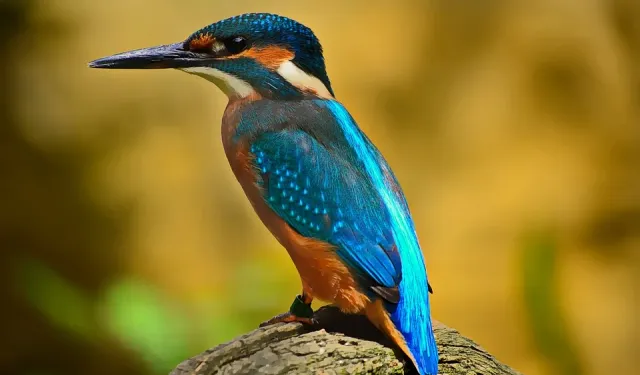 Kızılırmak Deltası Kuş Cenneti: Fotoğrafçılar için doğal stüdyo