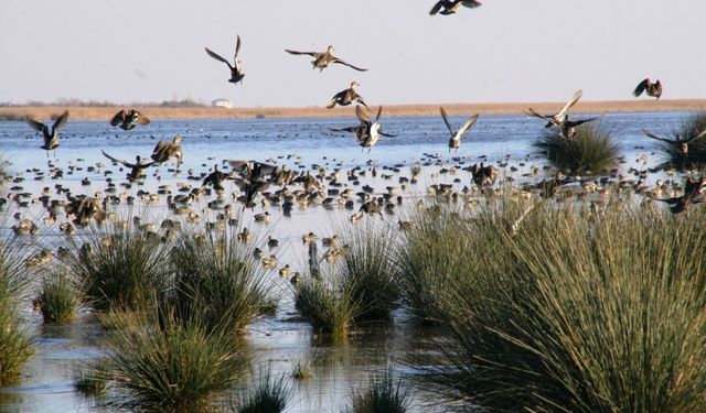 Kızılırmak Deltası Kuş Cenneti Rehberi