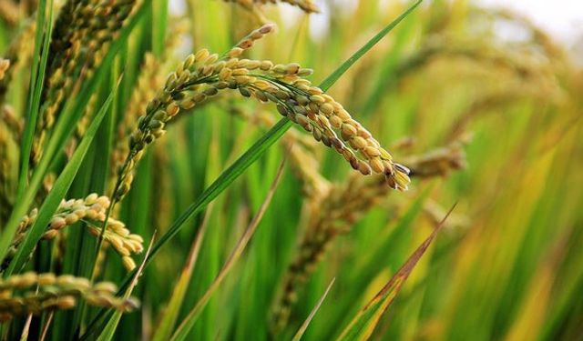 Terme Ovası’nda Pirinç Tarlaları ve Tarımın Hikayesi