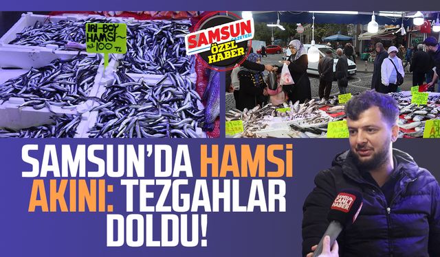 Samsun’da hamsi akını: Tezgahlar doldu!