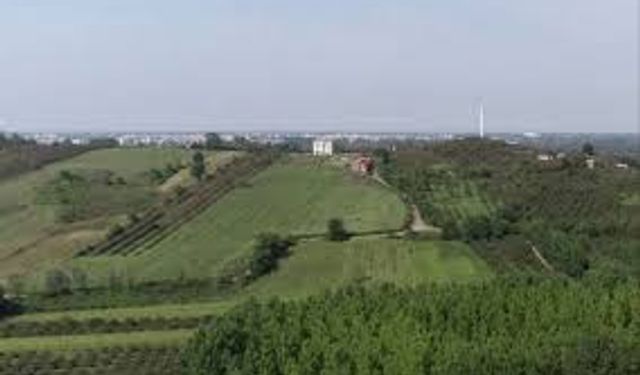 Çarşamba Ovası’nda Kış Tarımı ve Bereket Hikayesi