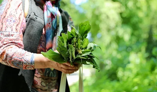 Samsun’da Doğadan Toplanan Otların Yemeklerde Kullanımı