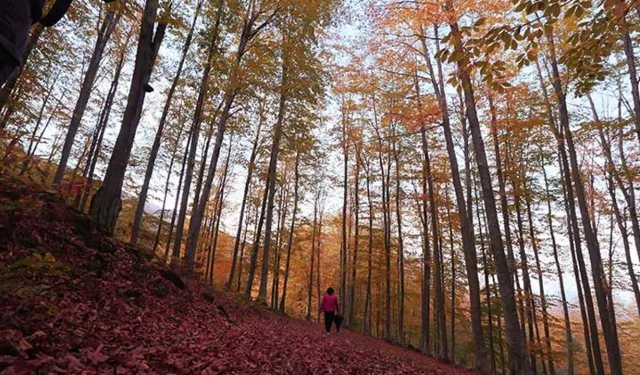 Samsun’un Dört Mevsimde Değişen Doğal Yaşam Döngüsü