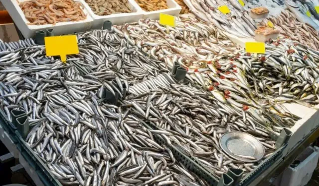 Samsun’da Balık Mevsimlerinin Etkisi