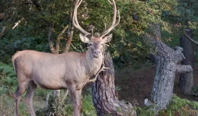Samsun’un Ormanlık Alanlarında Yaşayan Yaban Hayatı