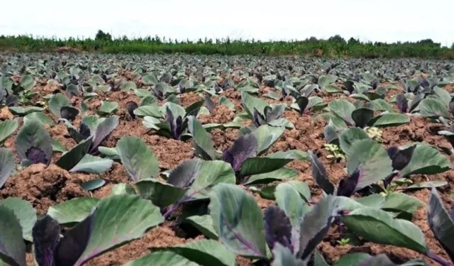 Samsun’un Tarımsal Yapısının Yemek Çeşitliliğine Etkisi