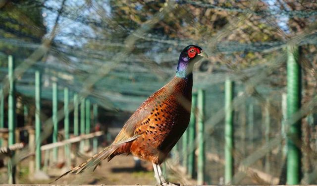 Kahverengi kokarca savaşçıları: 2025’te 3 bin sülün doğaya salındı