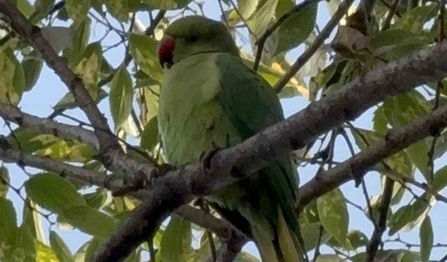 Pakistan papağanları adliye bahçesini mesken tuttu