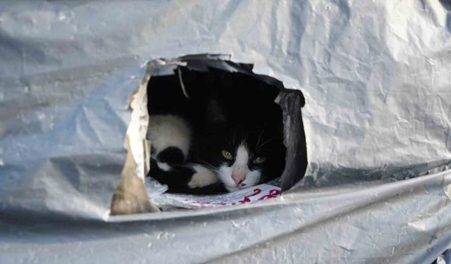 Samsun sahilinde kediler için sıcak yuva