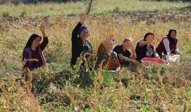 Samsun'da bitkisel ve hayvansal üretim destekleniyor