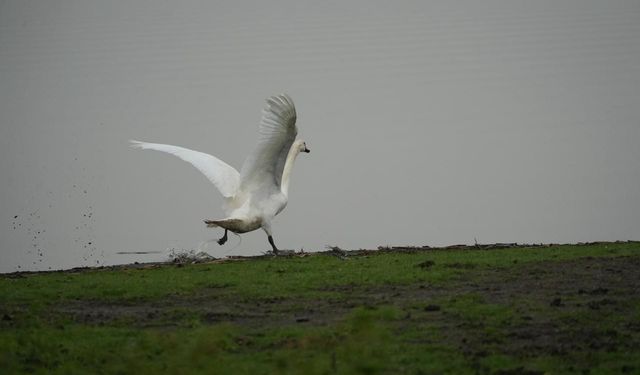 Samsun'da yaban hayatına merhamet eli