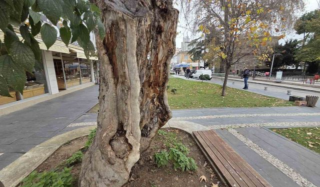 Şehirdeki 20 anıt ağaçtan biri olan çınar, gövdesi olmadan dış kabuğu üzerinde duruyor