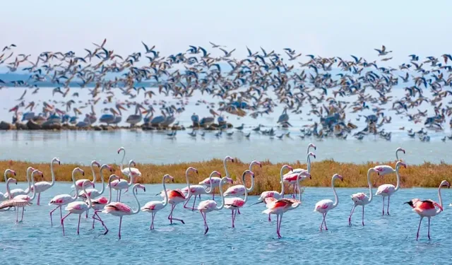 Samsun’da kuş gözlemciliği yapılabilecek doğal alanlar