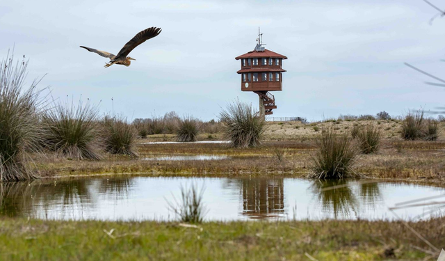 Kızılırmak Deltası Kuş Cenneti Rehberi
