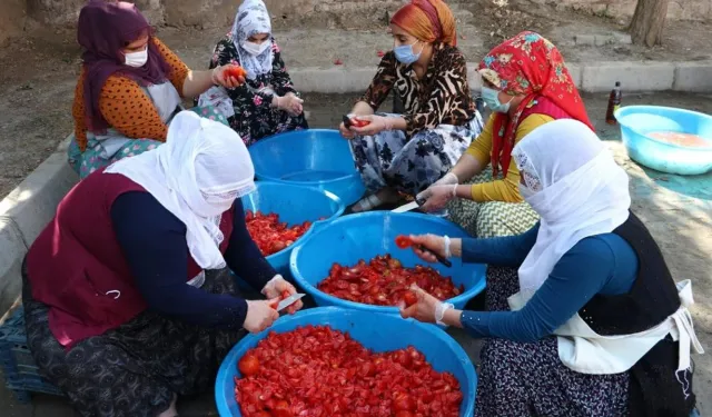 Samsun’un Kırsalında Doğal Kış Hazırlıkları