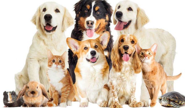 Samsun’da Evcil Hayvan Dostu Mekanlar