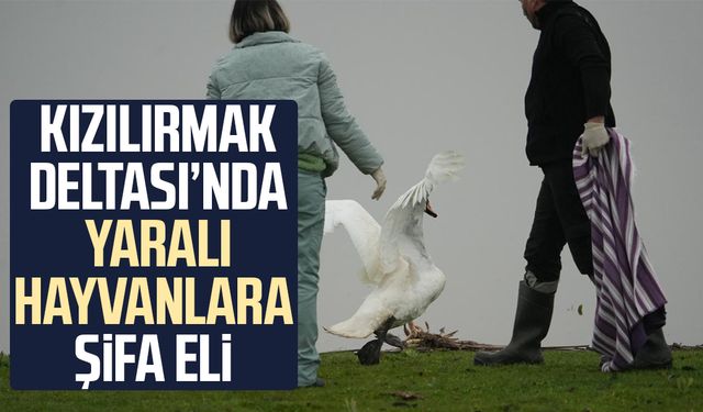 Samsun'da yaban hayatına merhamet eli