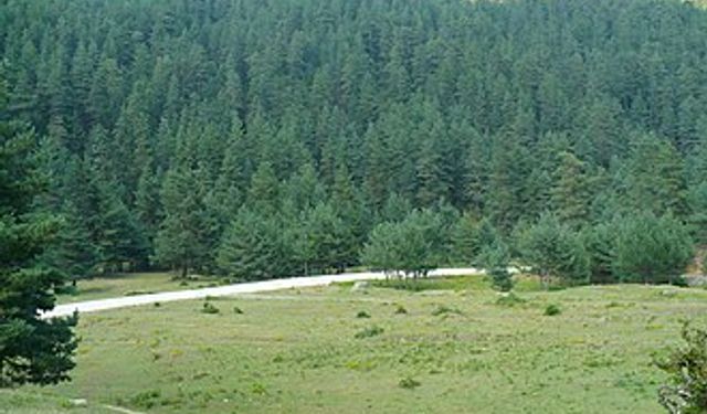 Samsun’un doğal vadilerinde şekillenen bitki çeşitliliği