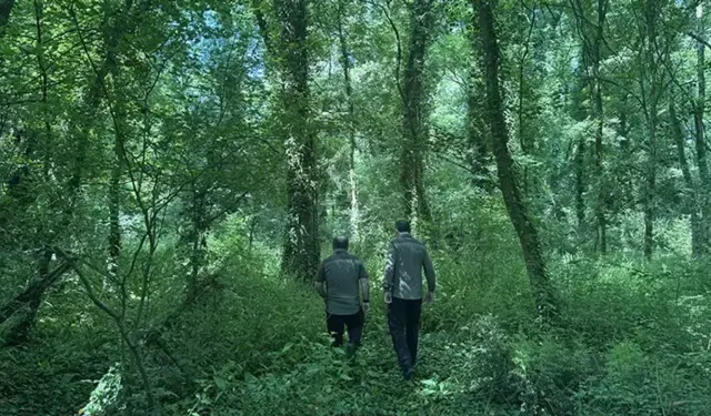 Samsun’un Ormanlarındaki Endemik Türlerin Ekolojik Rolü