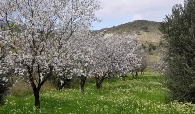 Samsun’da Bahar Aylarında Ortaya Çıkan Doğal Canlılık